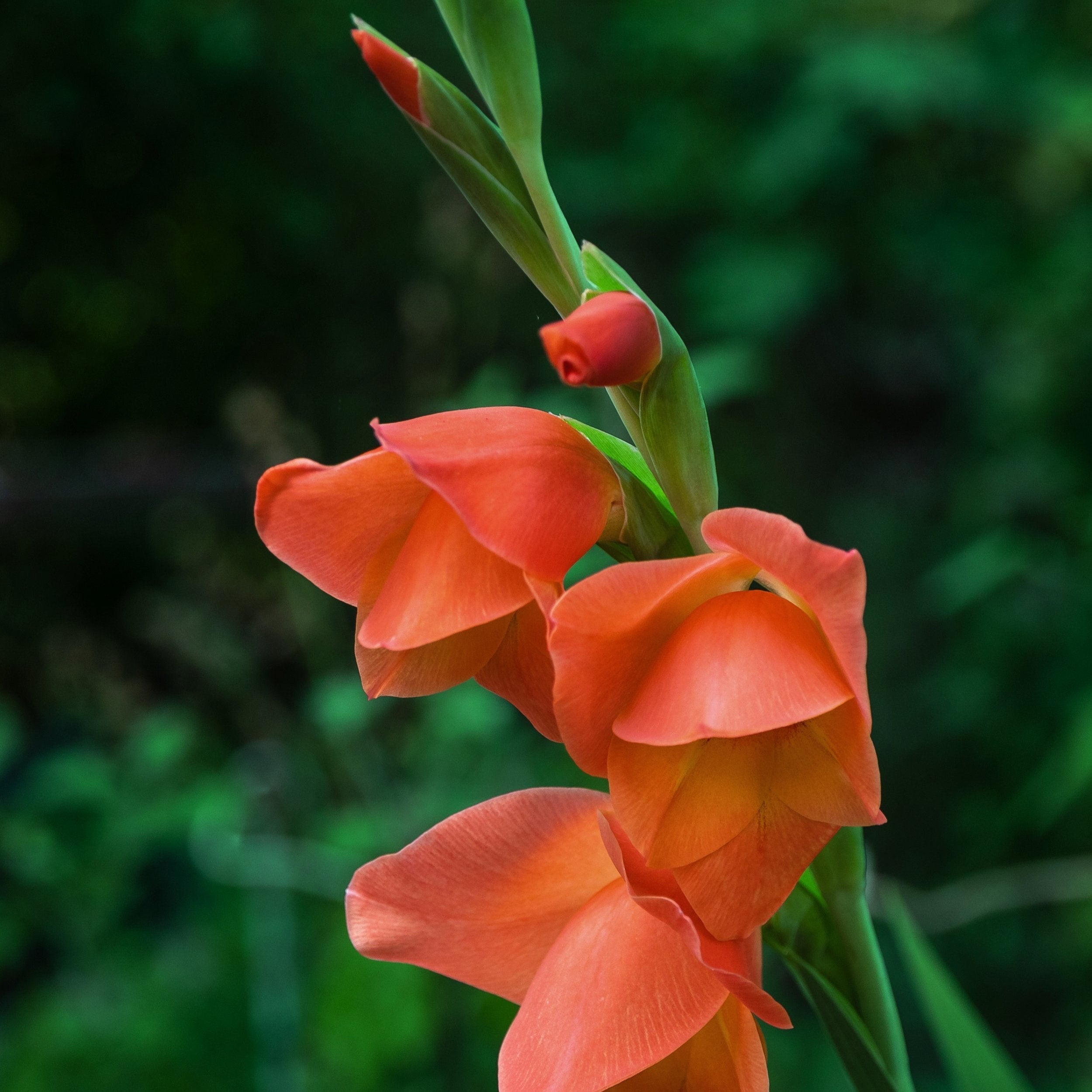 Gladioli Live Oak.jpg