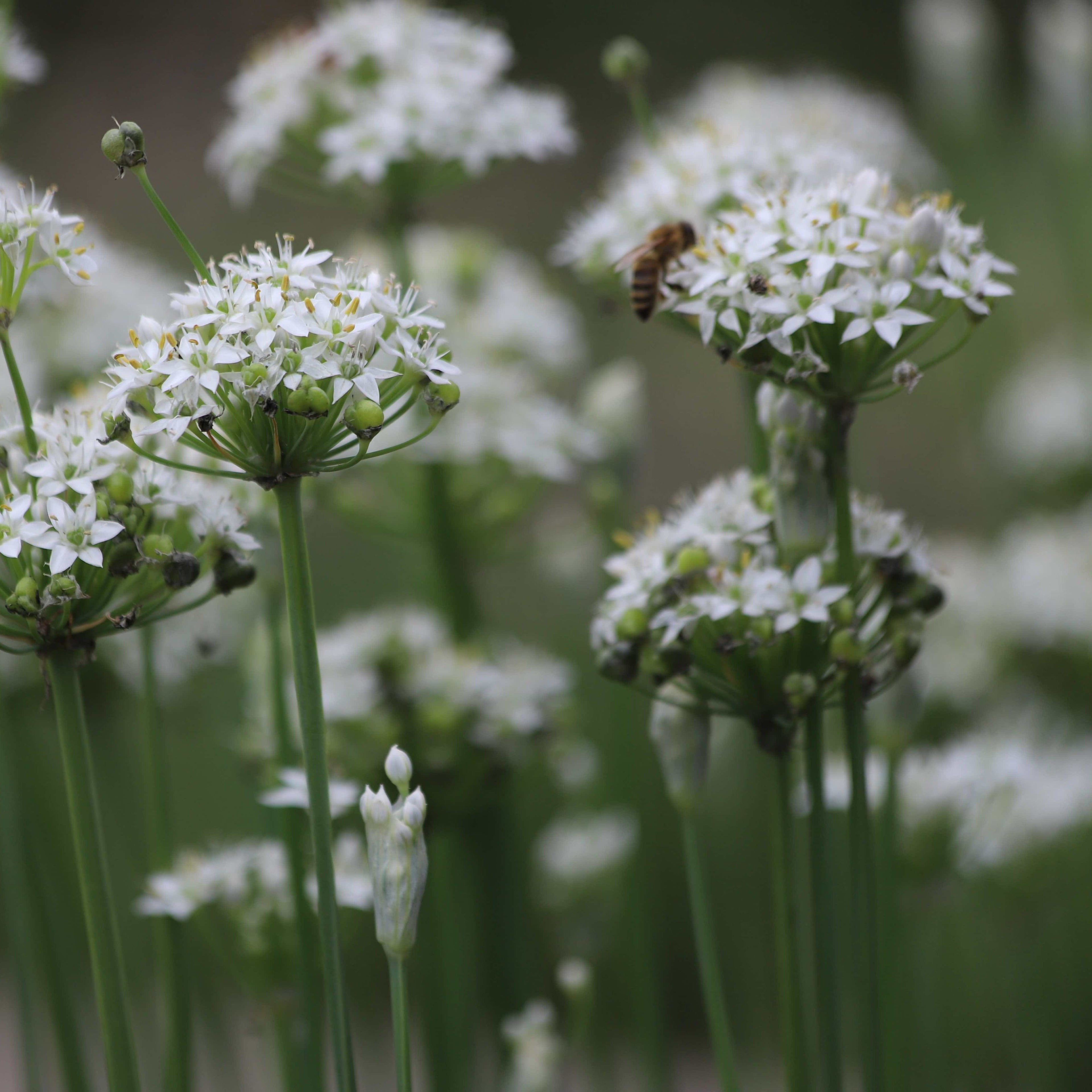Courtyard Calm | Layered Planting Bundle