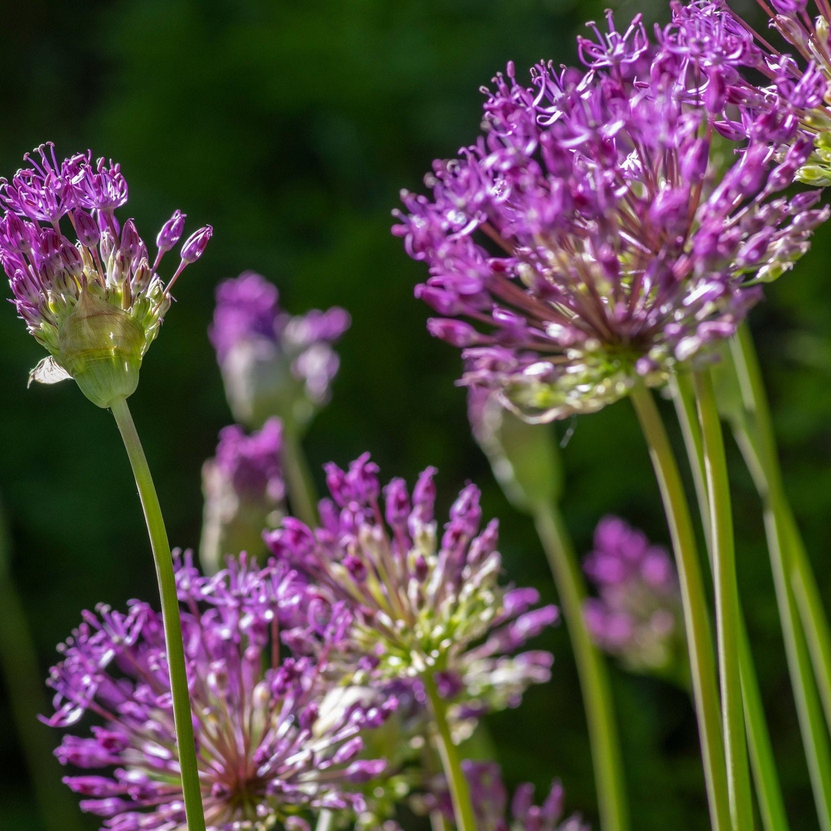 Allium Purple Rain copy.jpg