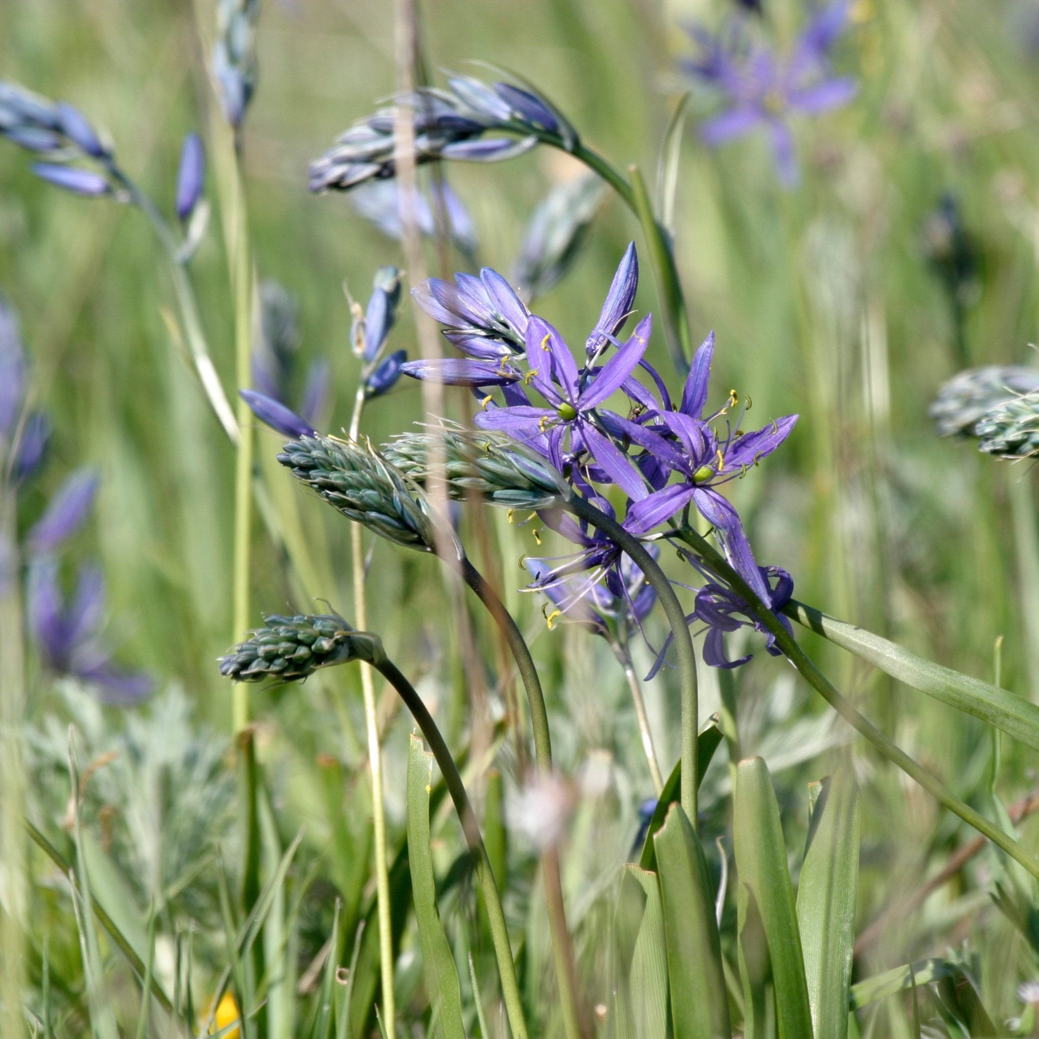 Organic Camassia leichtlinii &