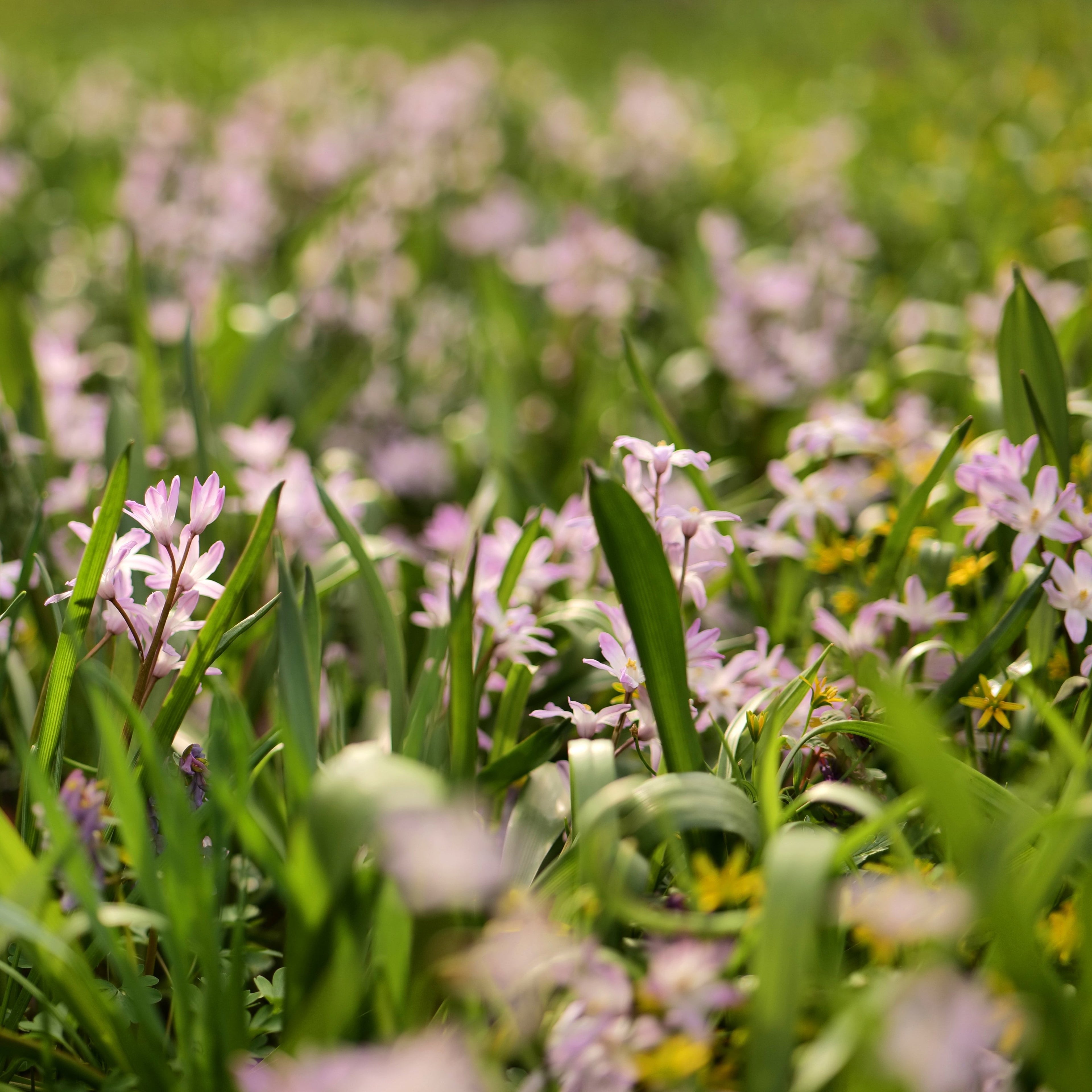 Chionodoxa forbesii &