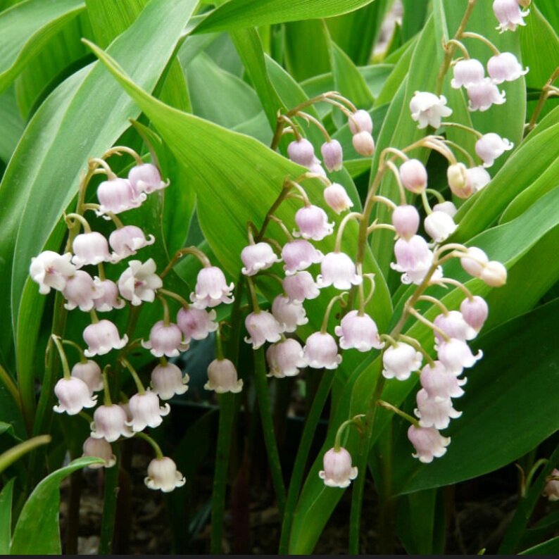 Convallaria+majalis+rosea+-+lily+of+the+valley.jpg