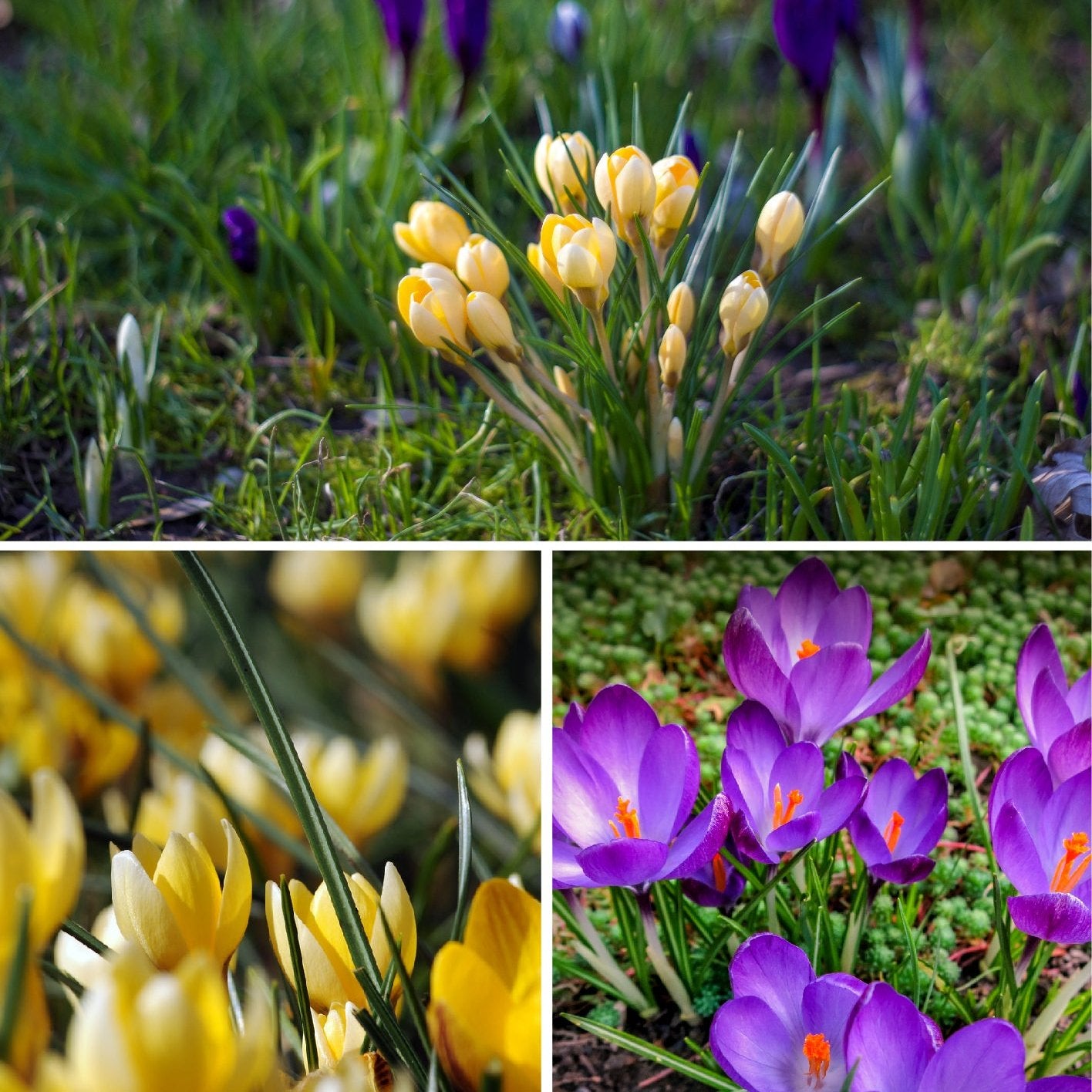 Species Crocus Collection