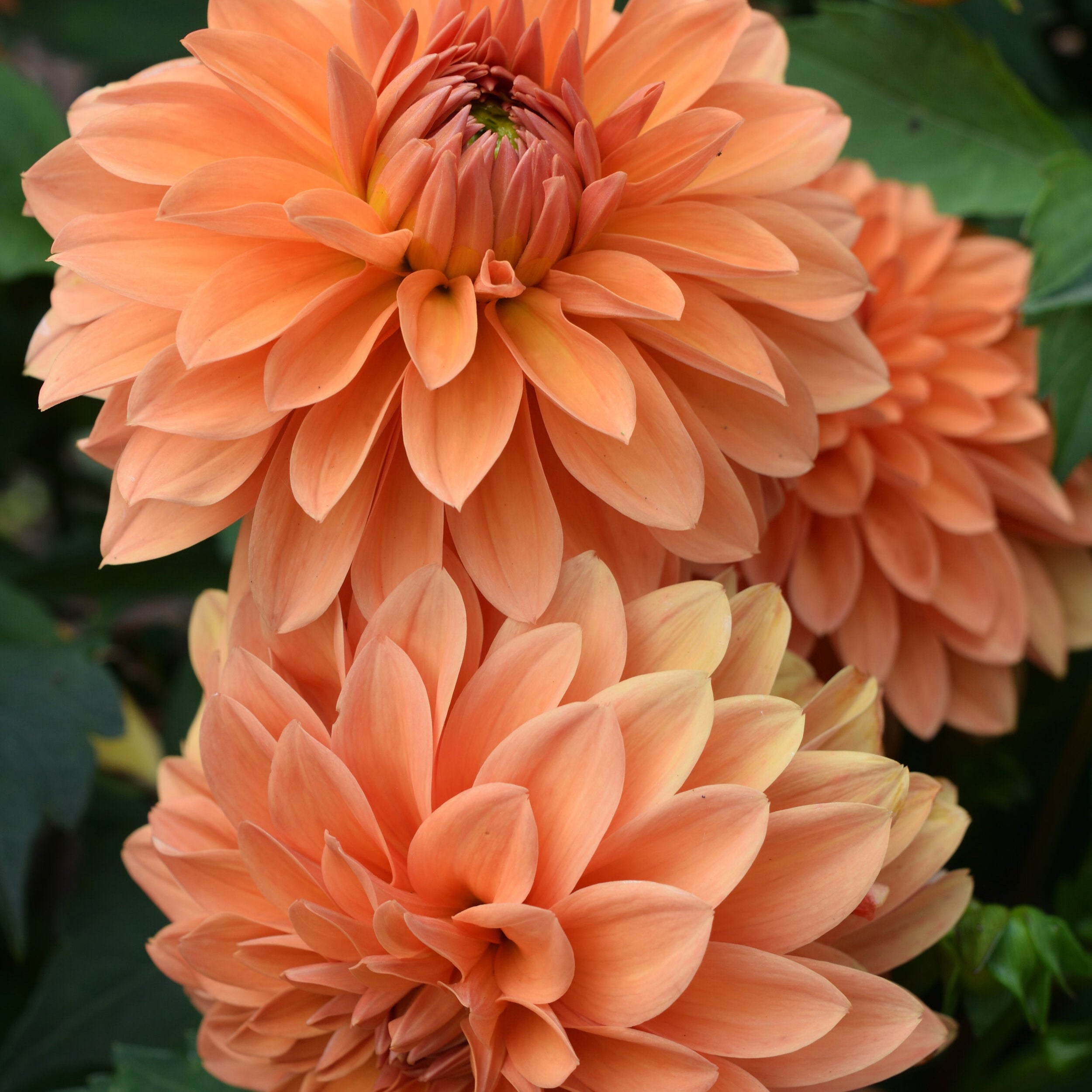 Dahlia Summer Flame.jpg
