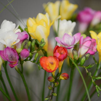 Organic Freesia
