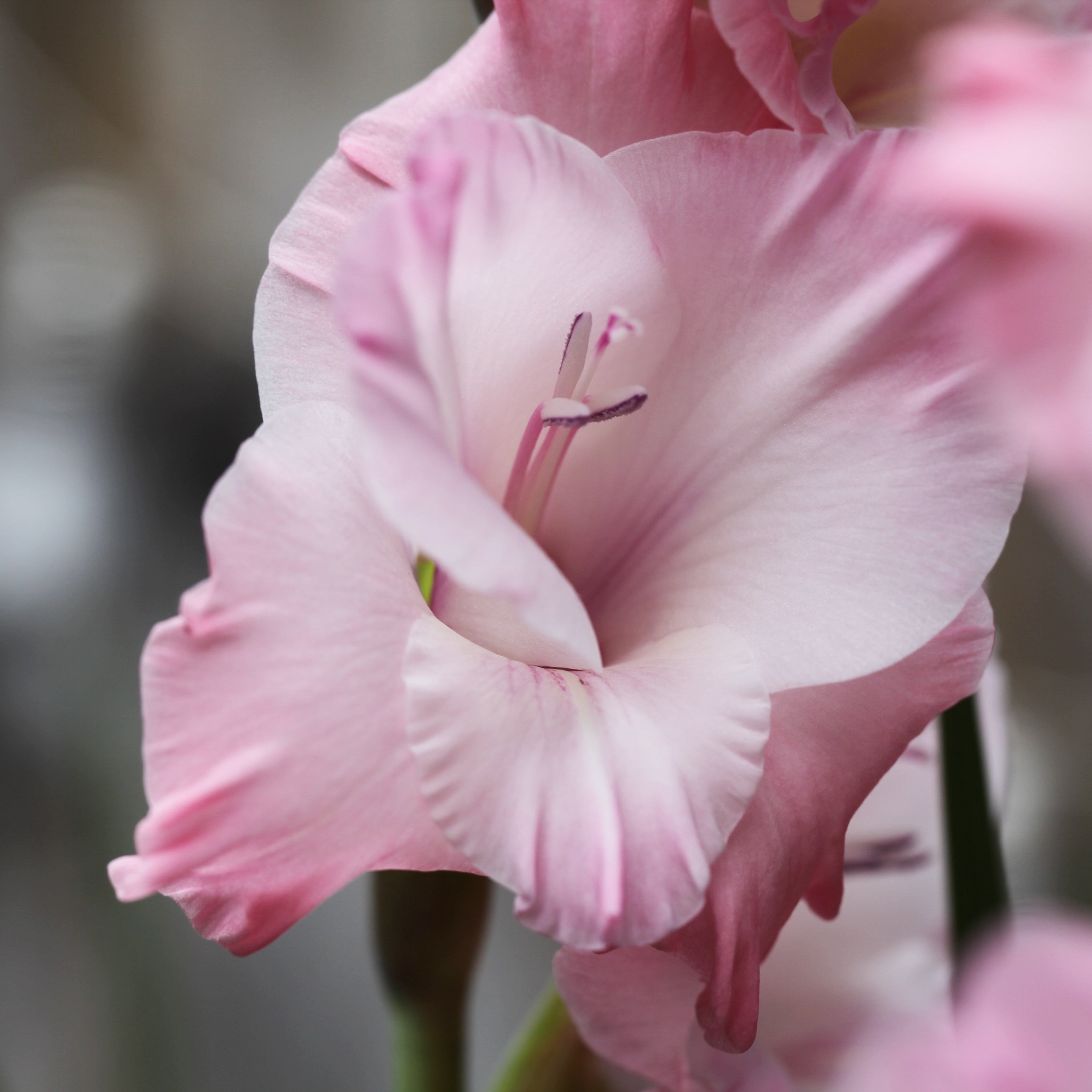 Gladiolus &