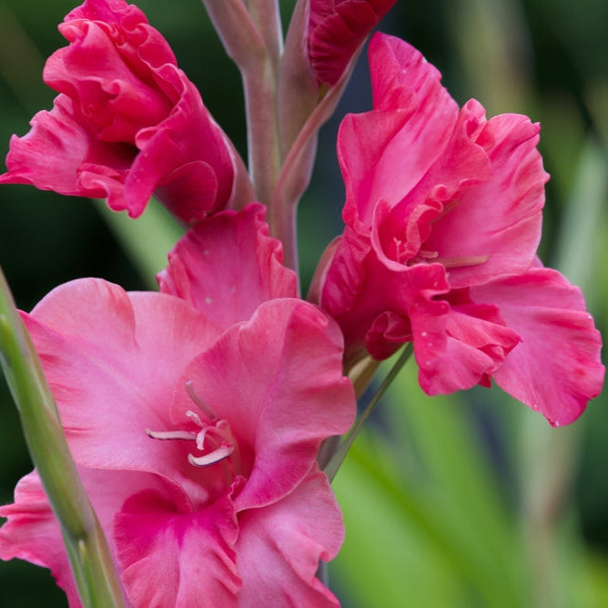 Gladiolus &