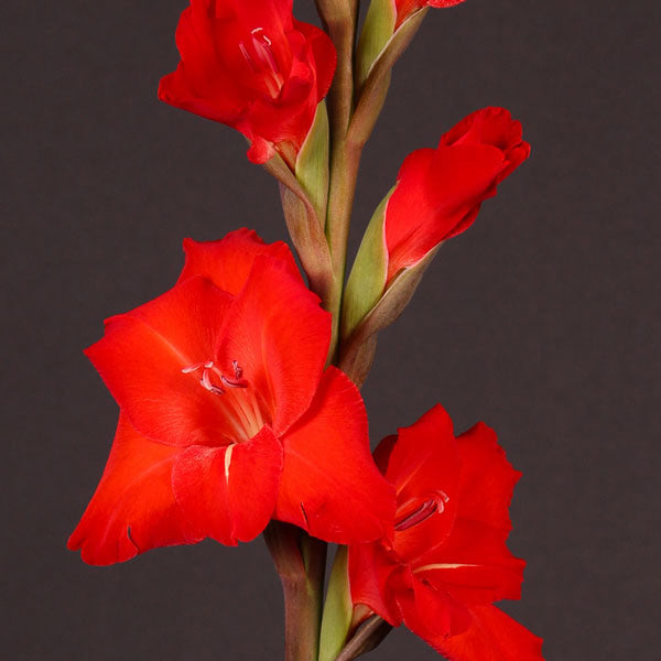 Organic Gladiolus &