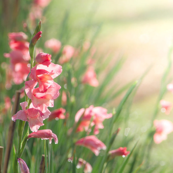 Gladiolus &