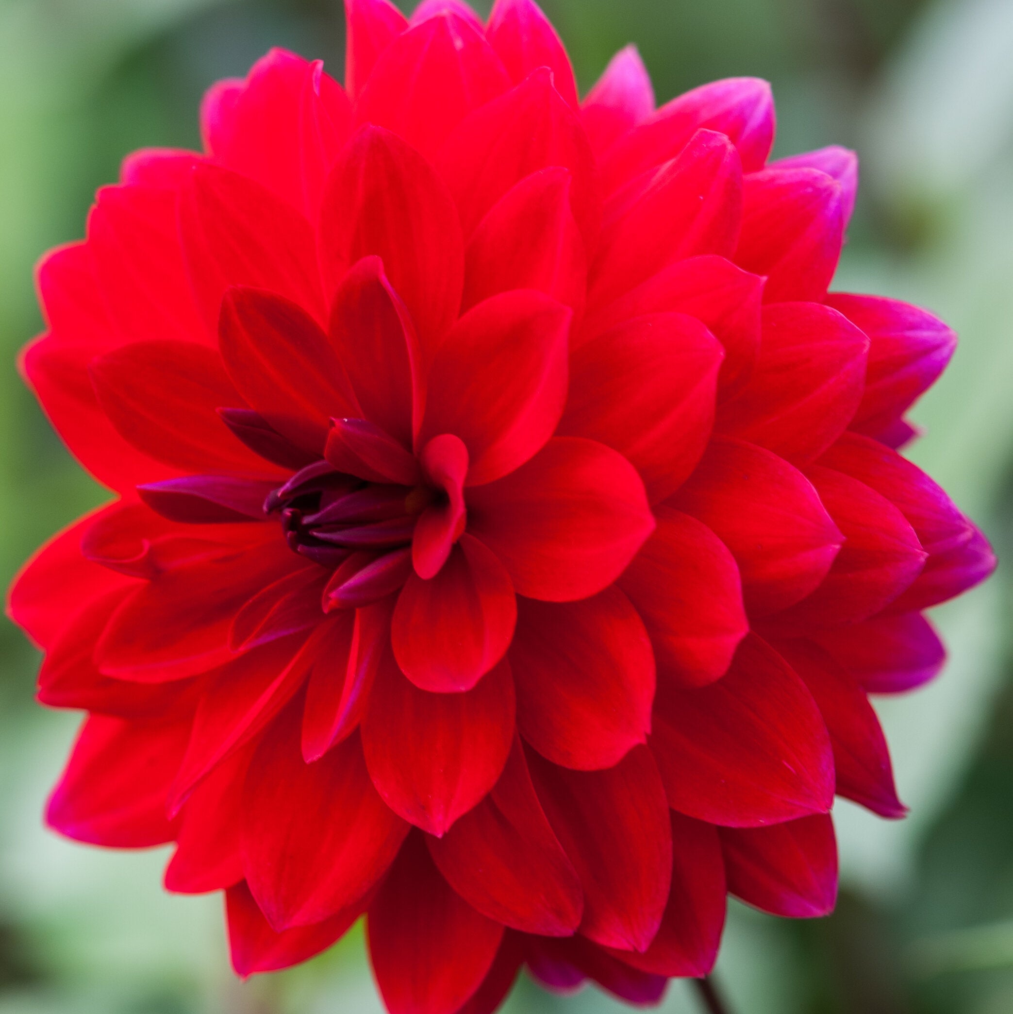 Menorca (Garden Wonder LIKE) (1).jpg