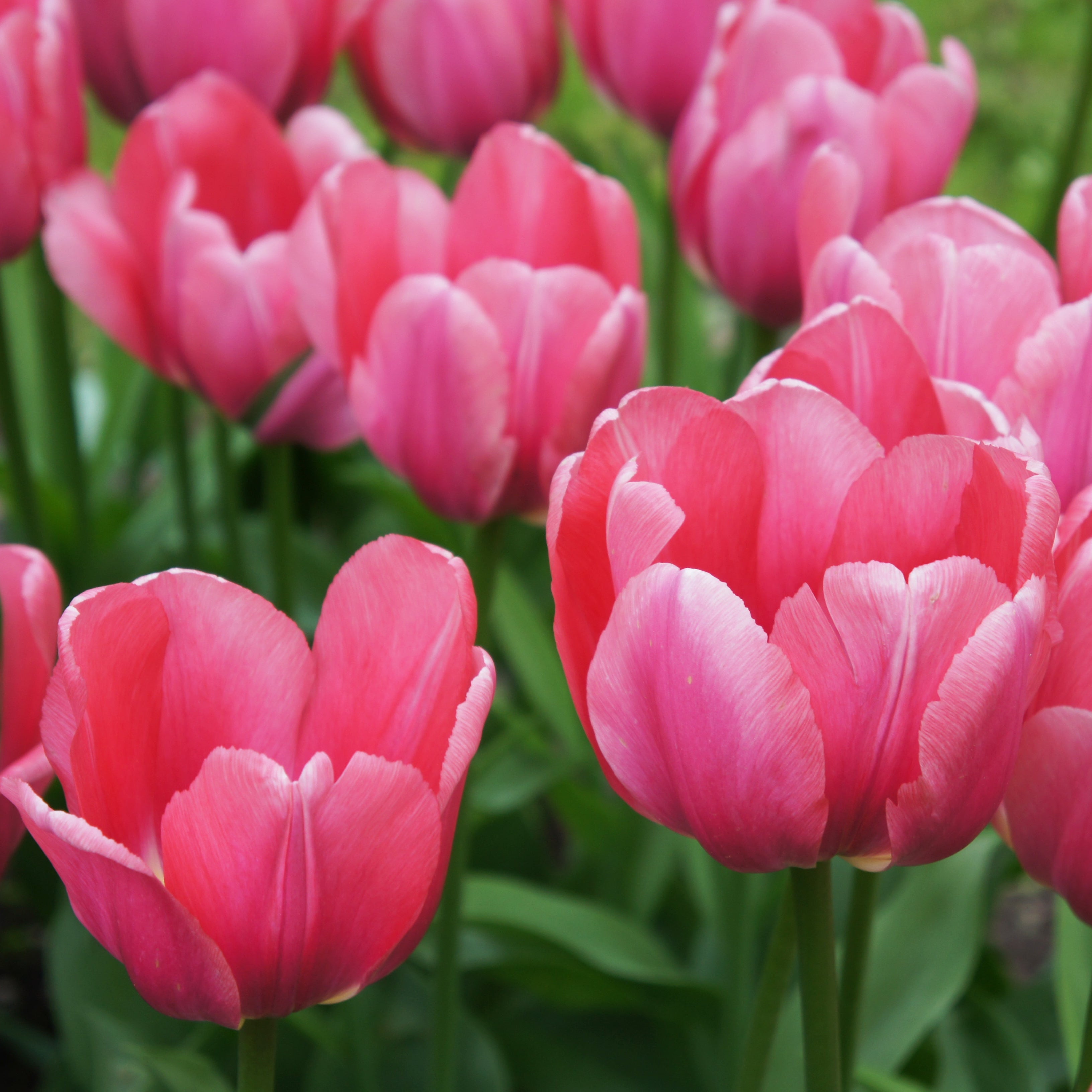 Organic Tulipa &
