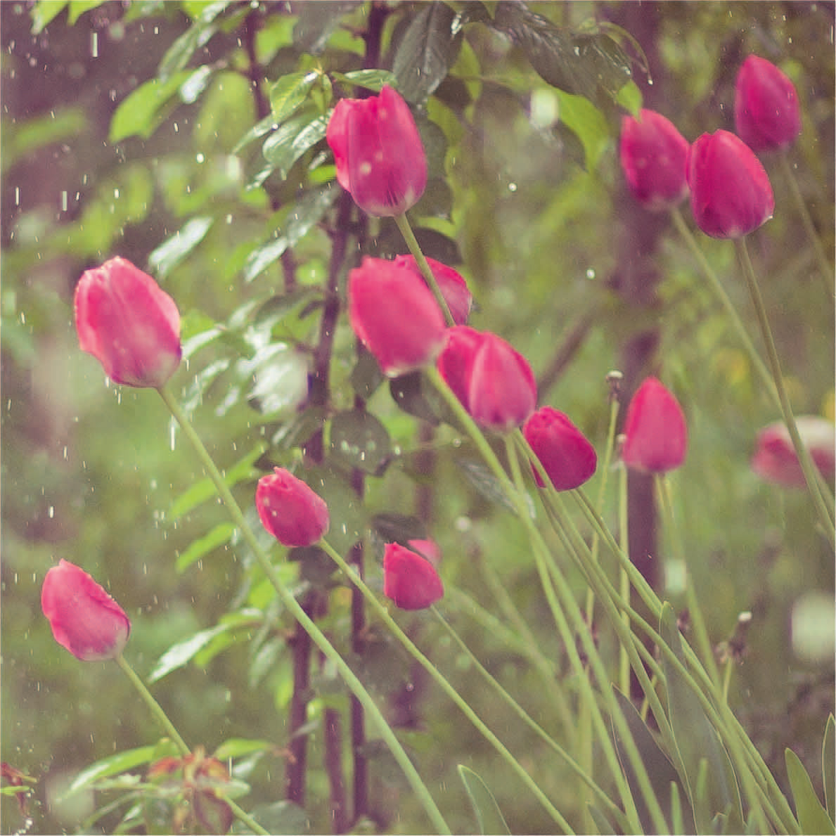 Organic Tulipa &