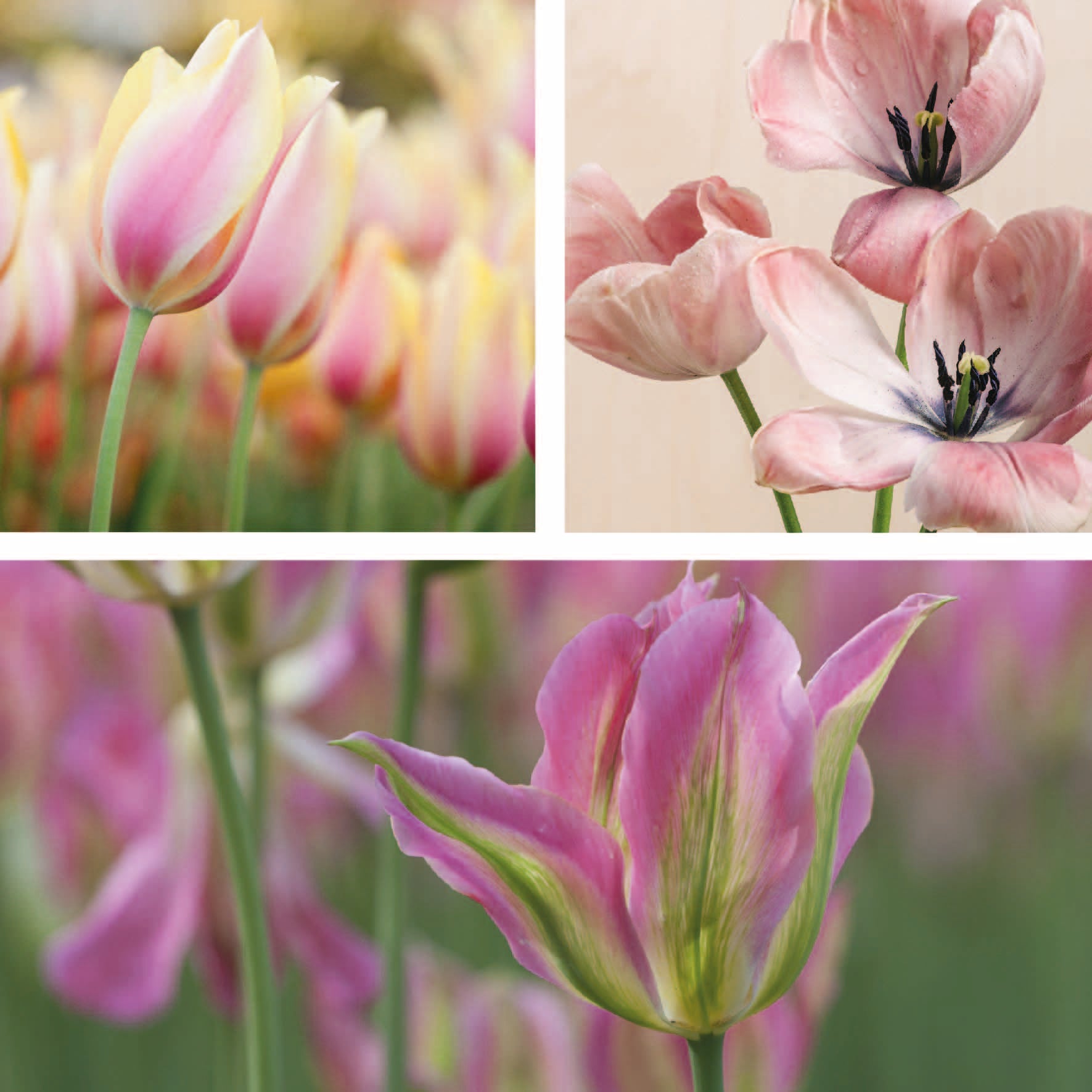 Romantic Tulip Collection