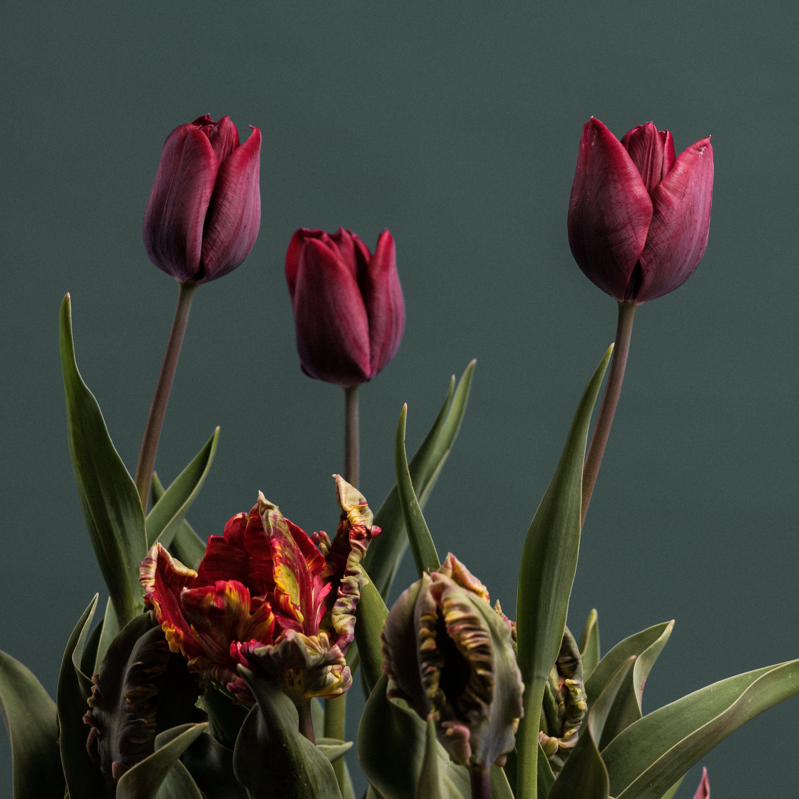 Organic Tulipa &