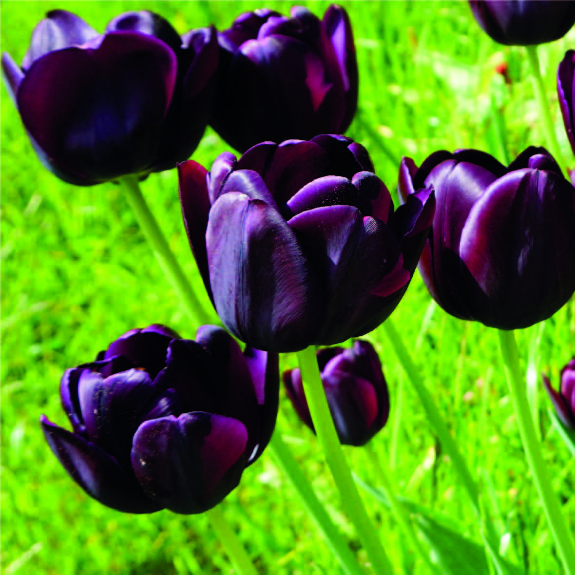 Organic Tulipa &