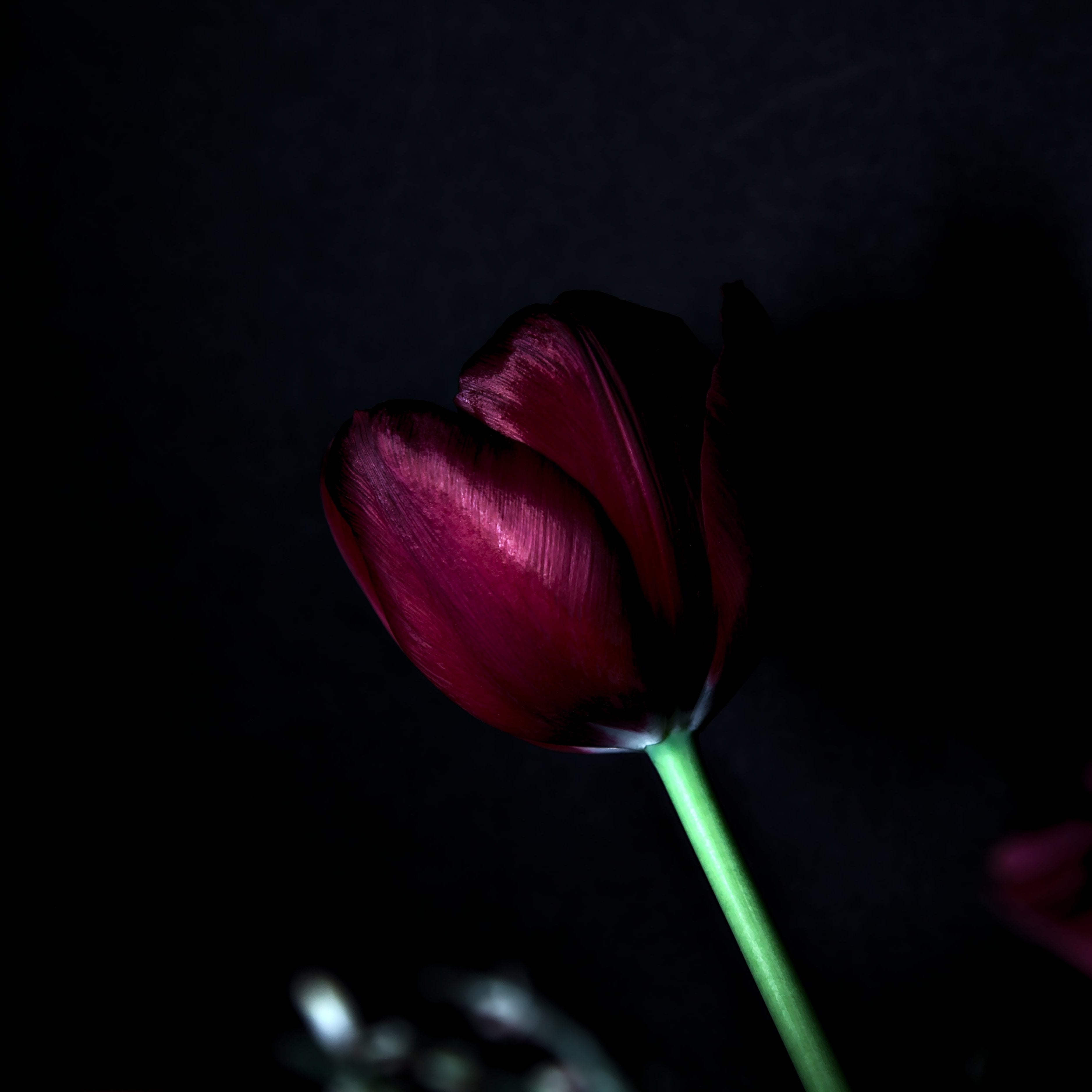 Organic Tulipa &