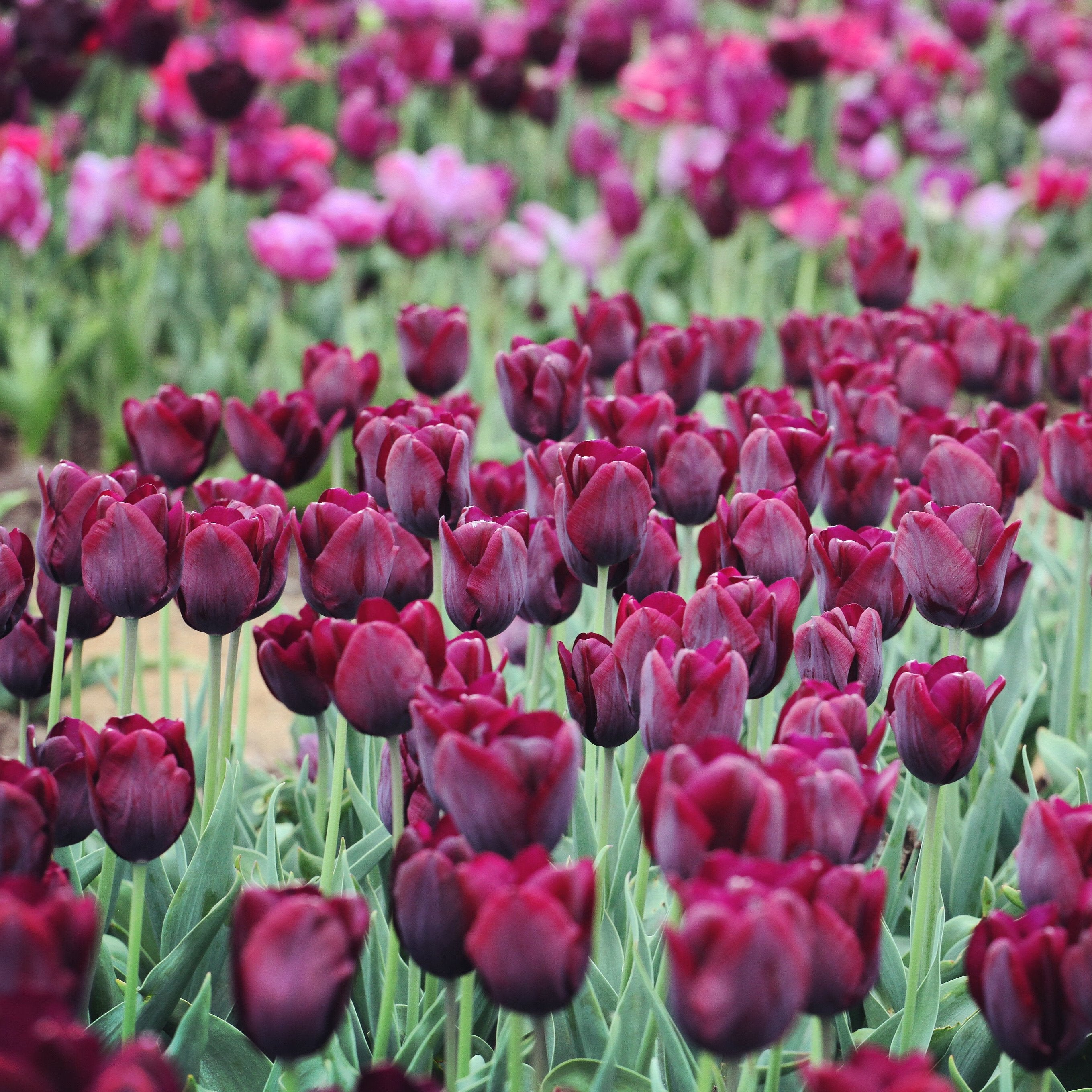 Organic Tulipa &