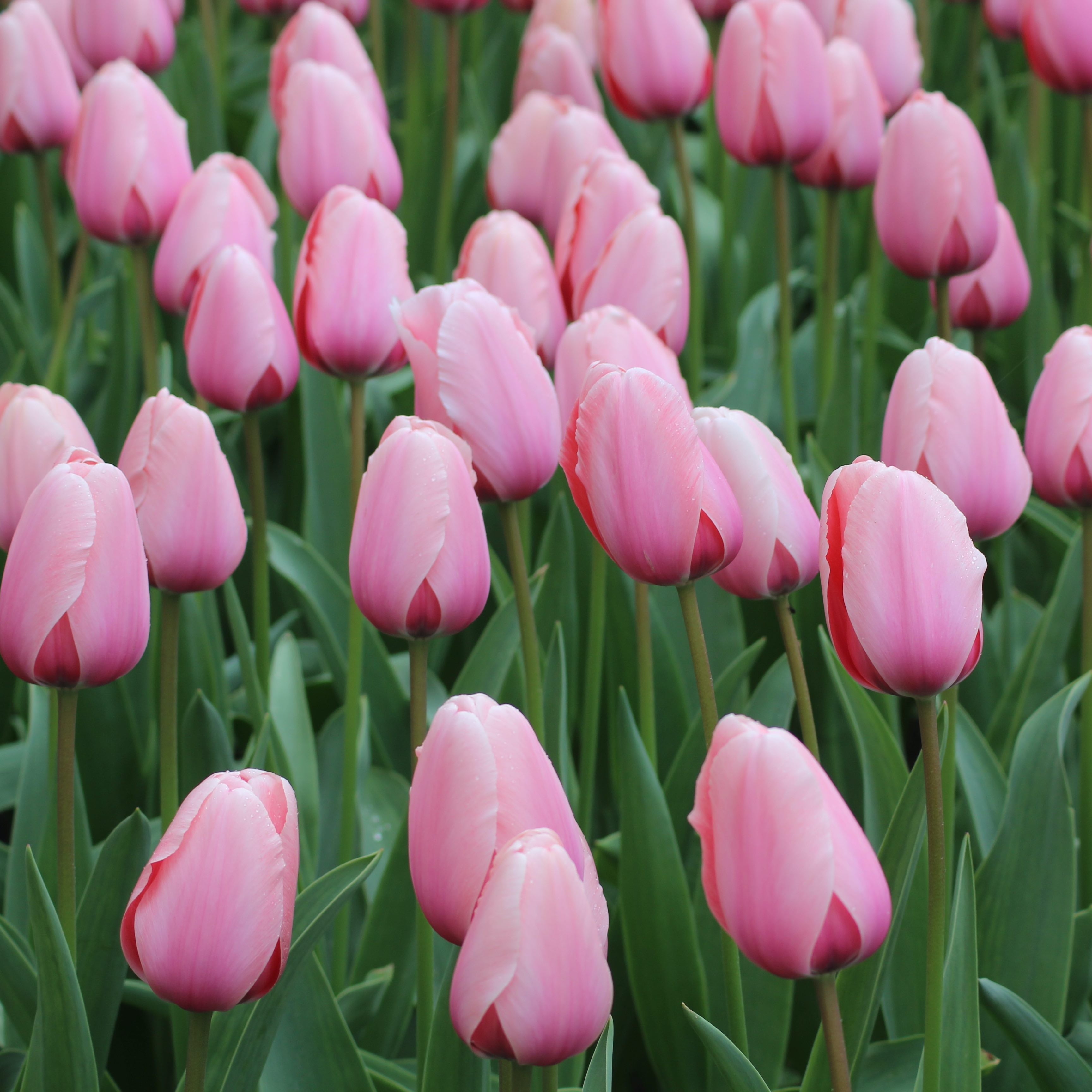 Organic Tulip &