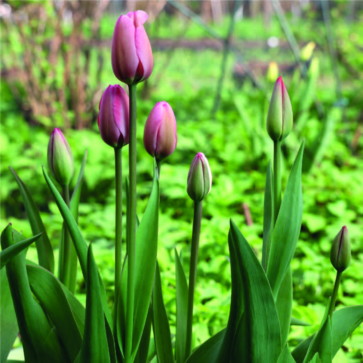Organic Tulip &