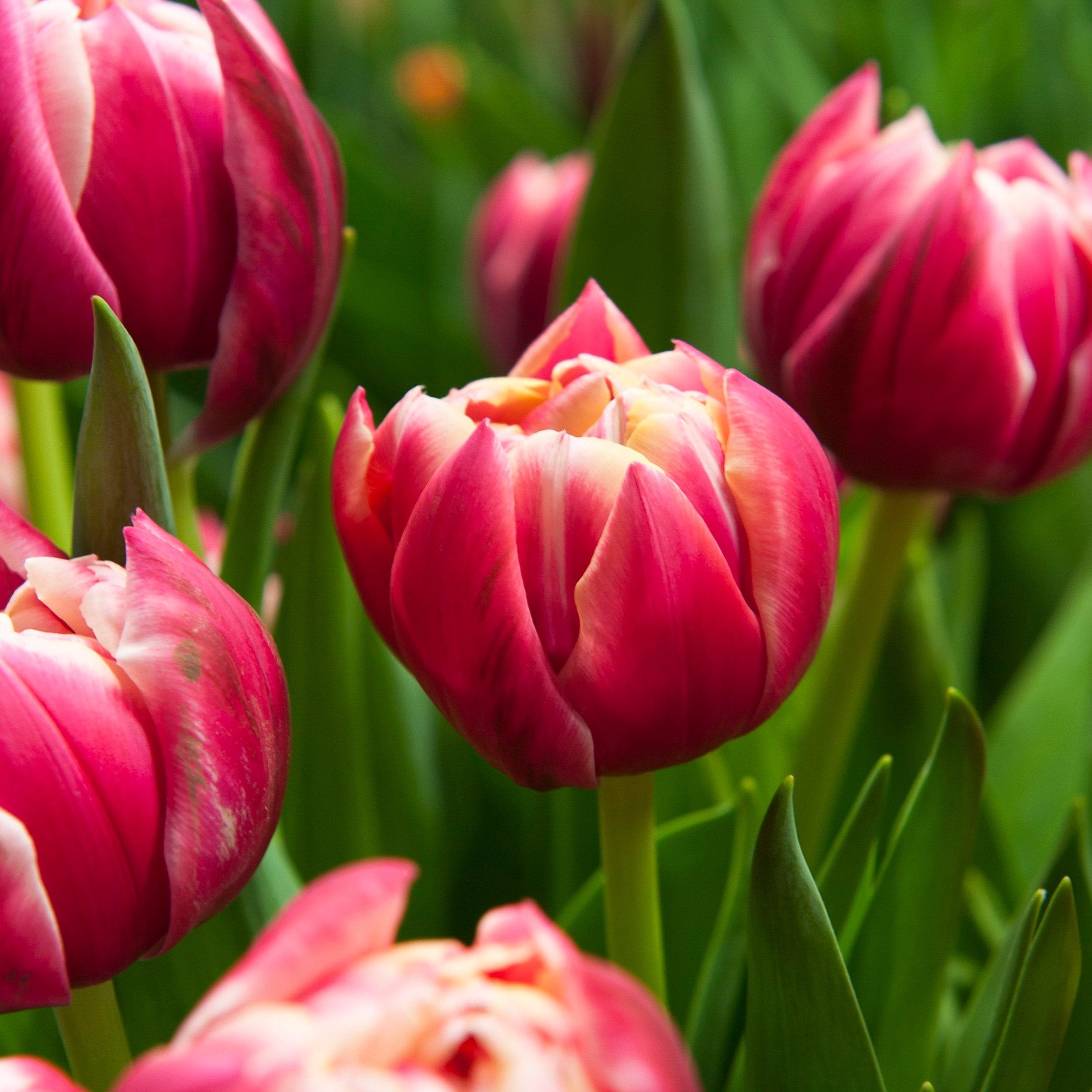 Tulipa &