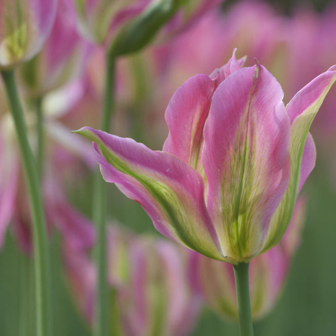Organic Tulip &