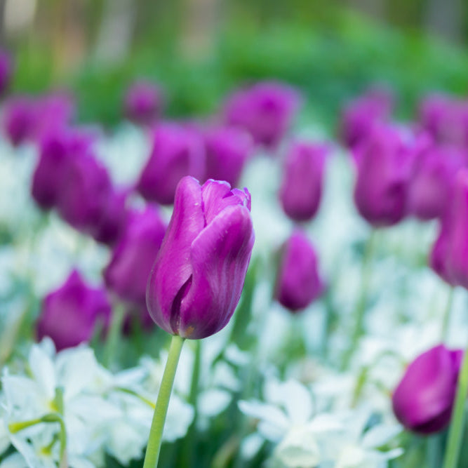 Tulipa &