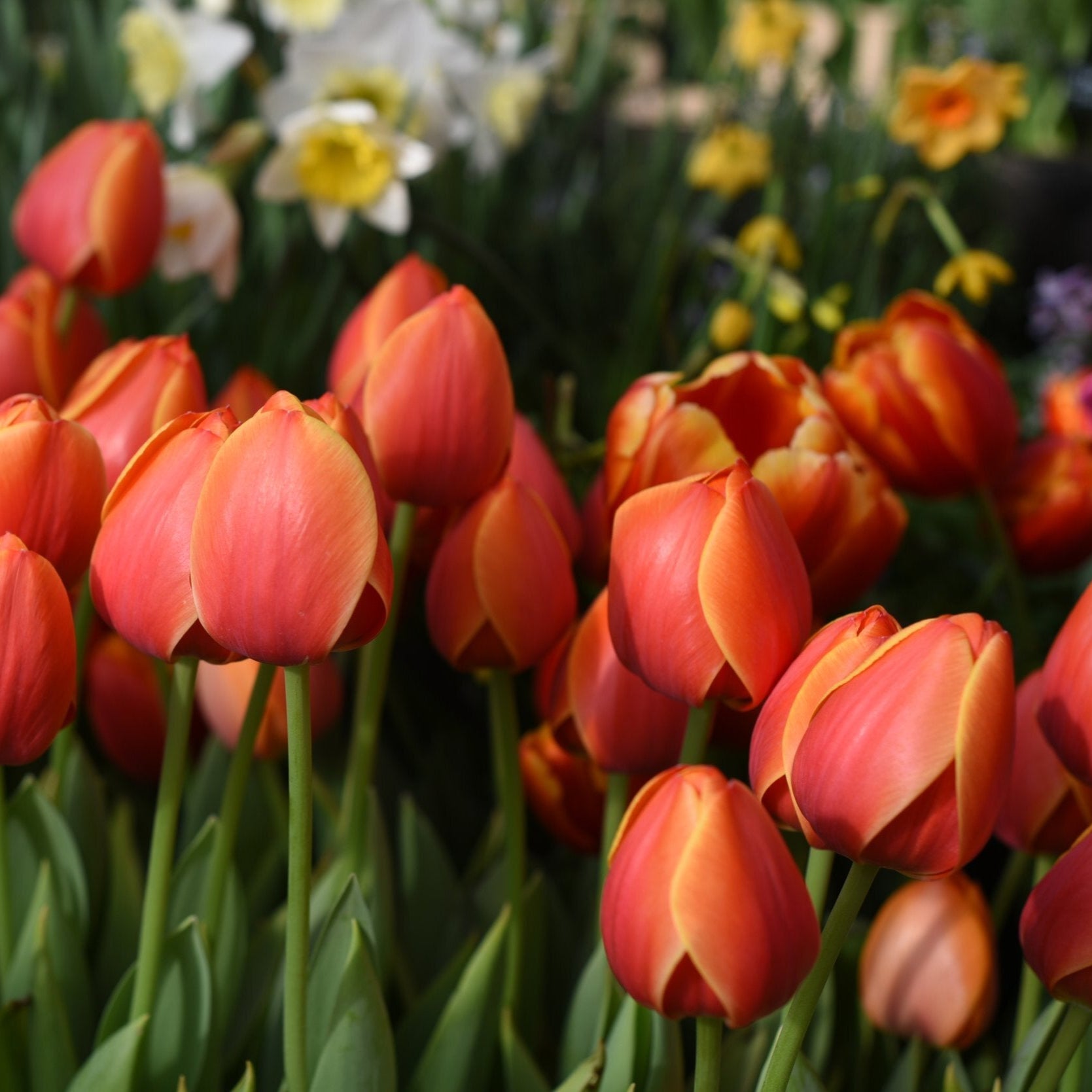 Tulipa Ad Rem.jpg