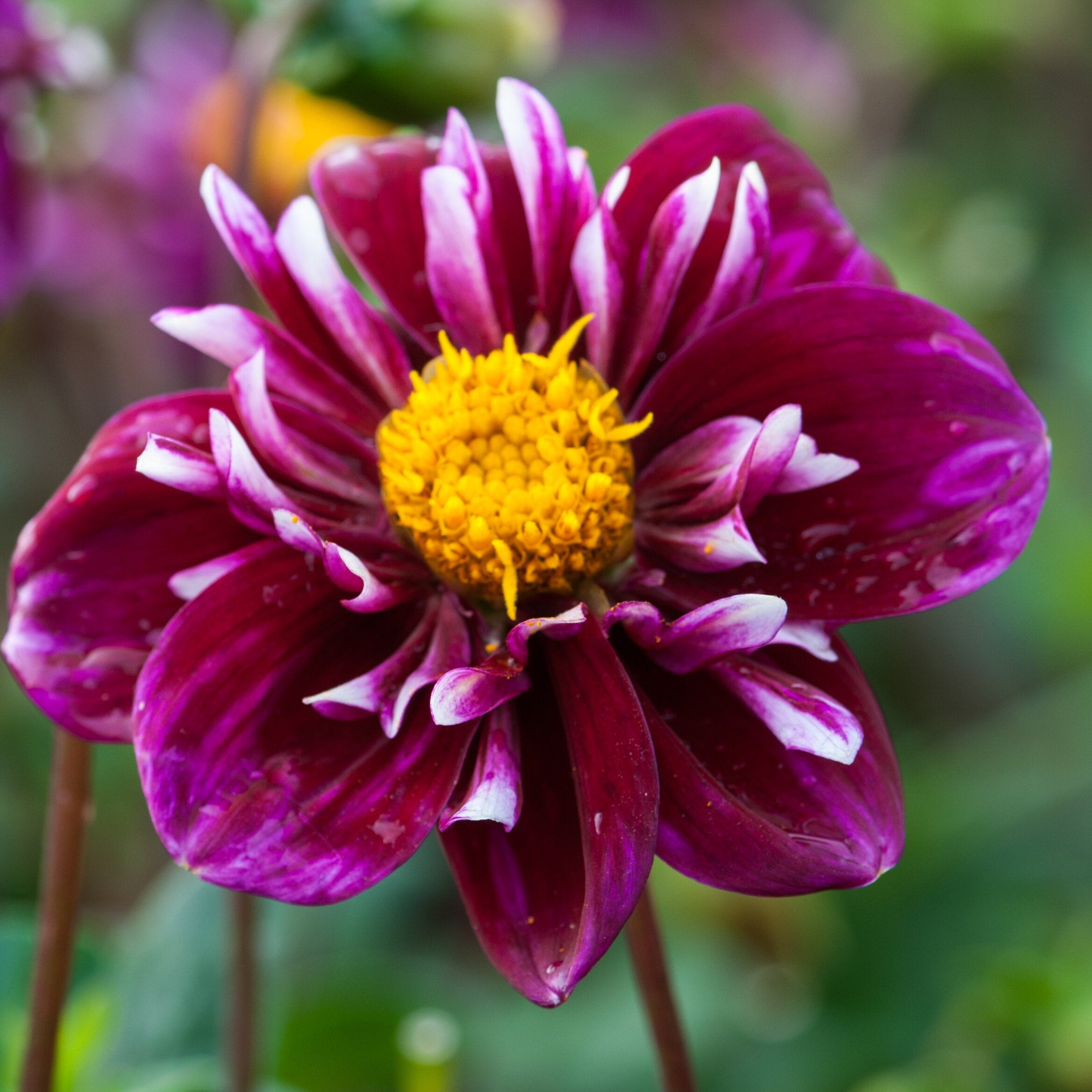 impression fantastico_.jpg