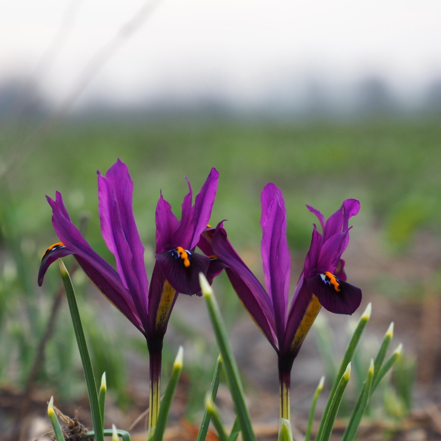 iris reticulata &