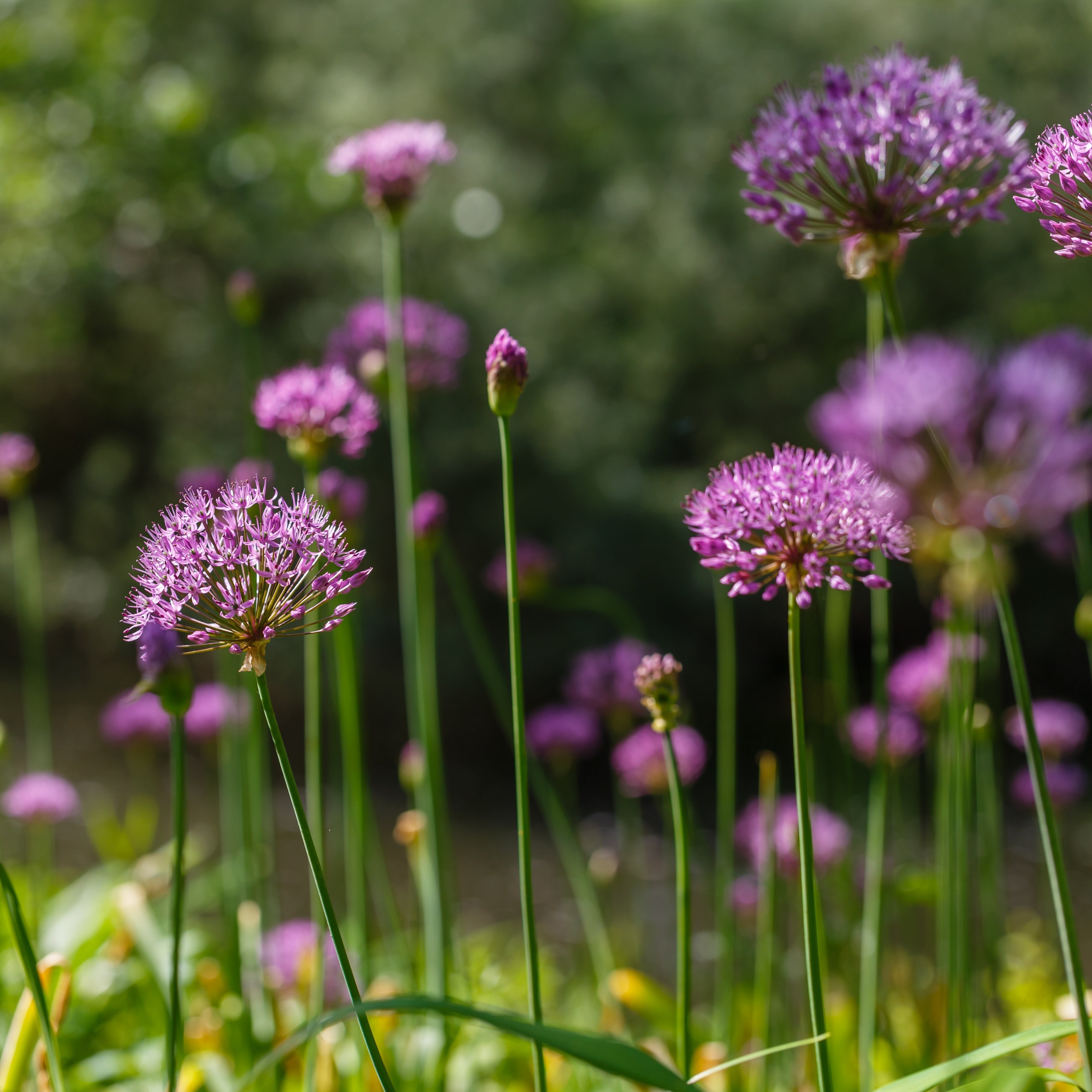 Organic Allium &