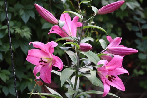 lily flower dandalu Lily Maldano – Organic Bulbs