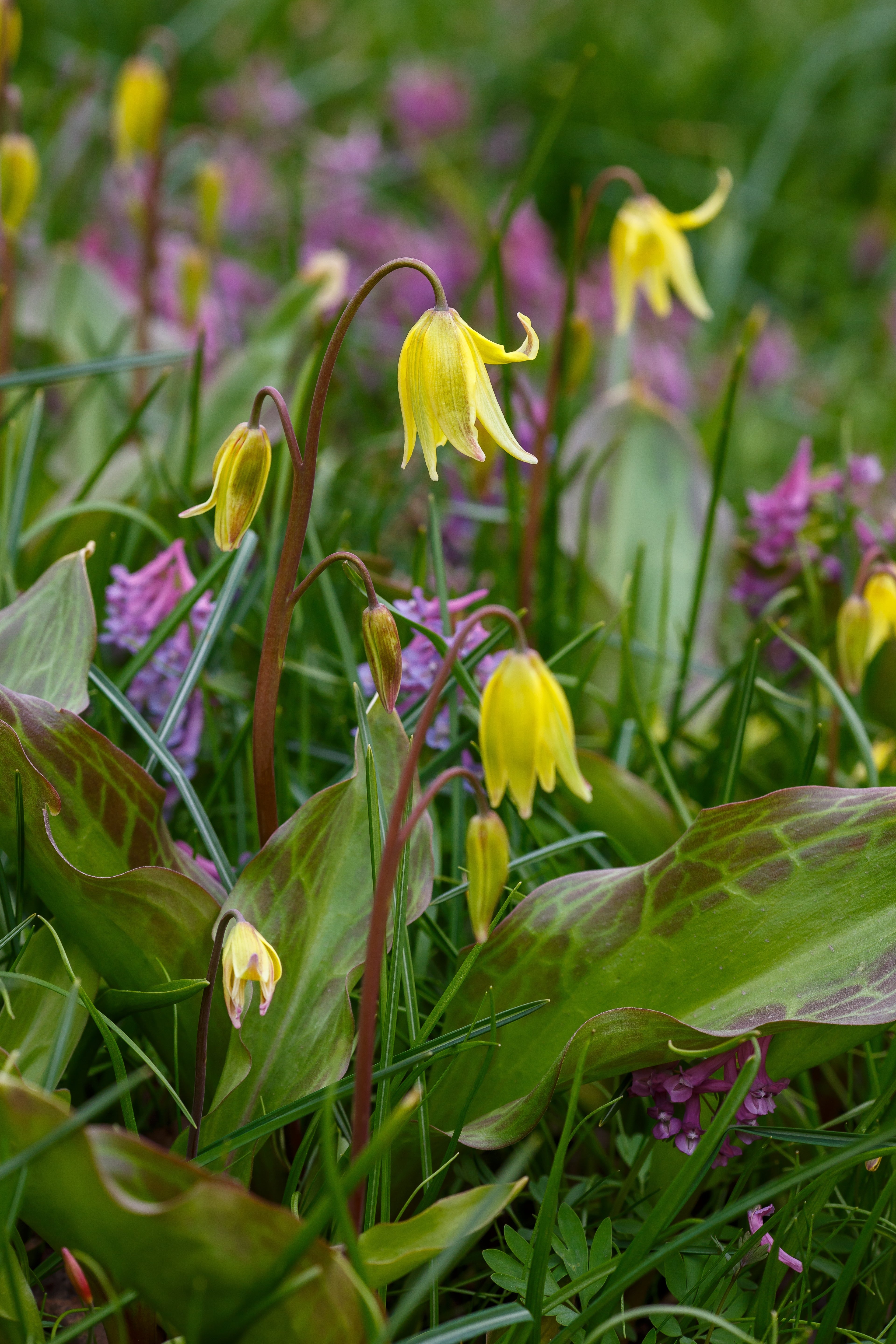 Edible Bulbs