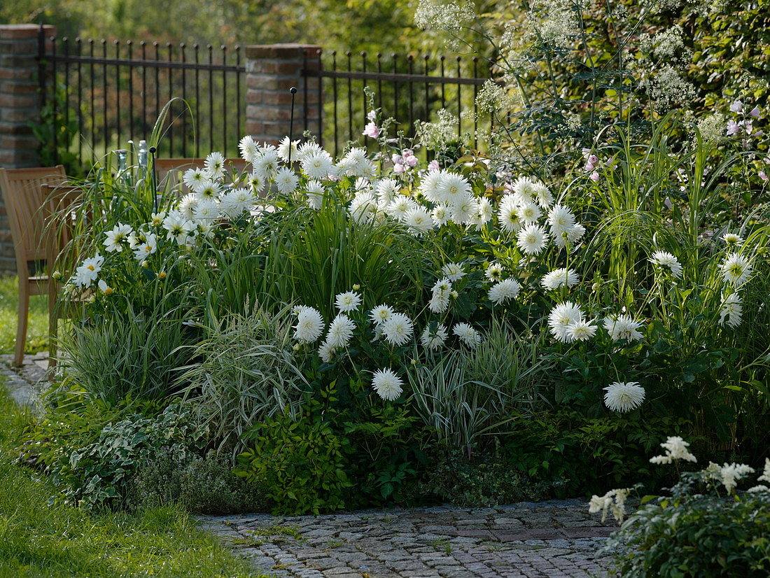 Organic Cactus Dahlias