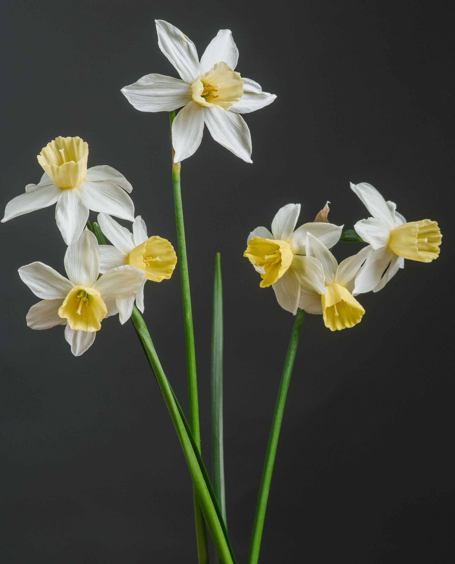 Spring Narcissi | The World's Finest Organic Bulbs