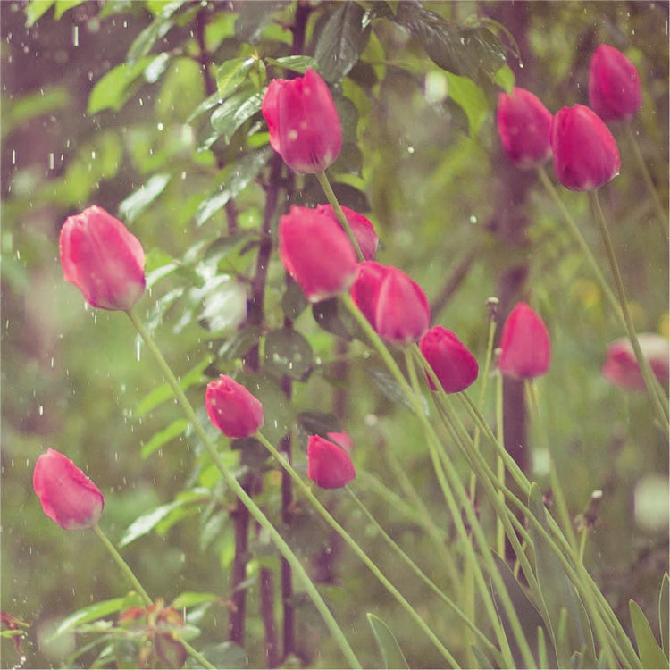 Organically Grown Tulipa &