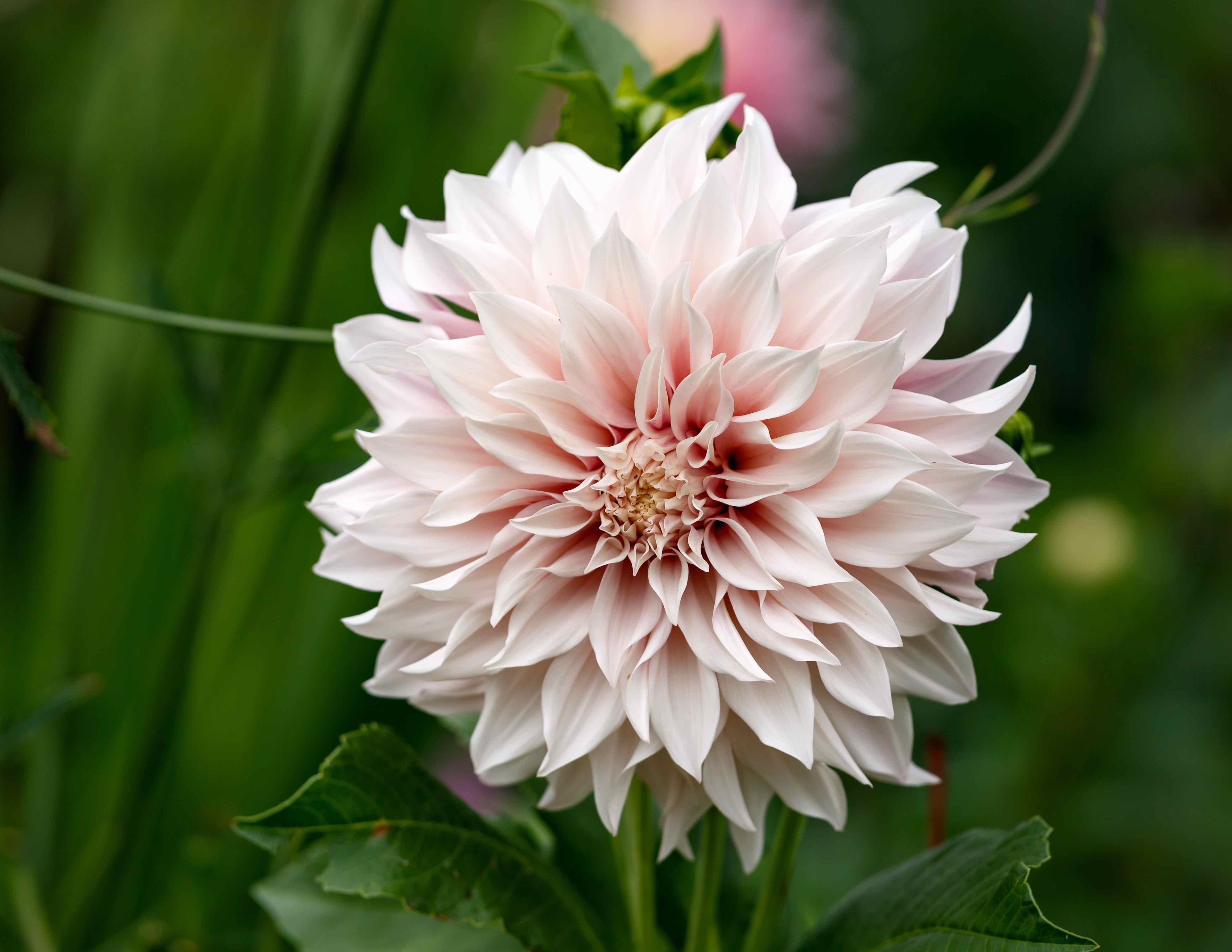 Organic Dinner Plate Dahlias