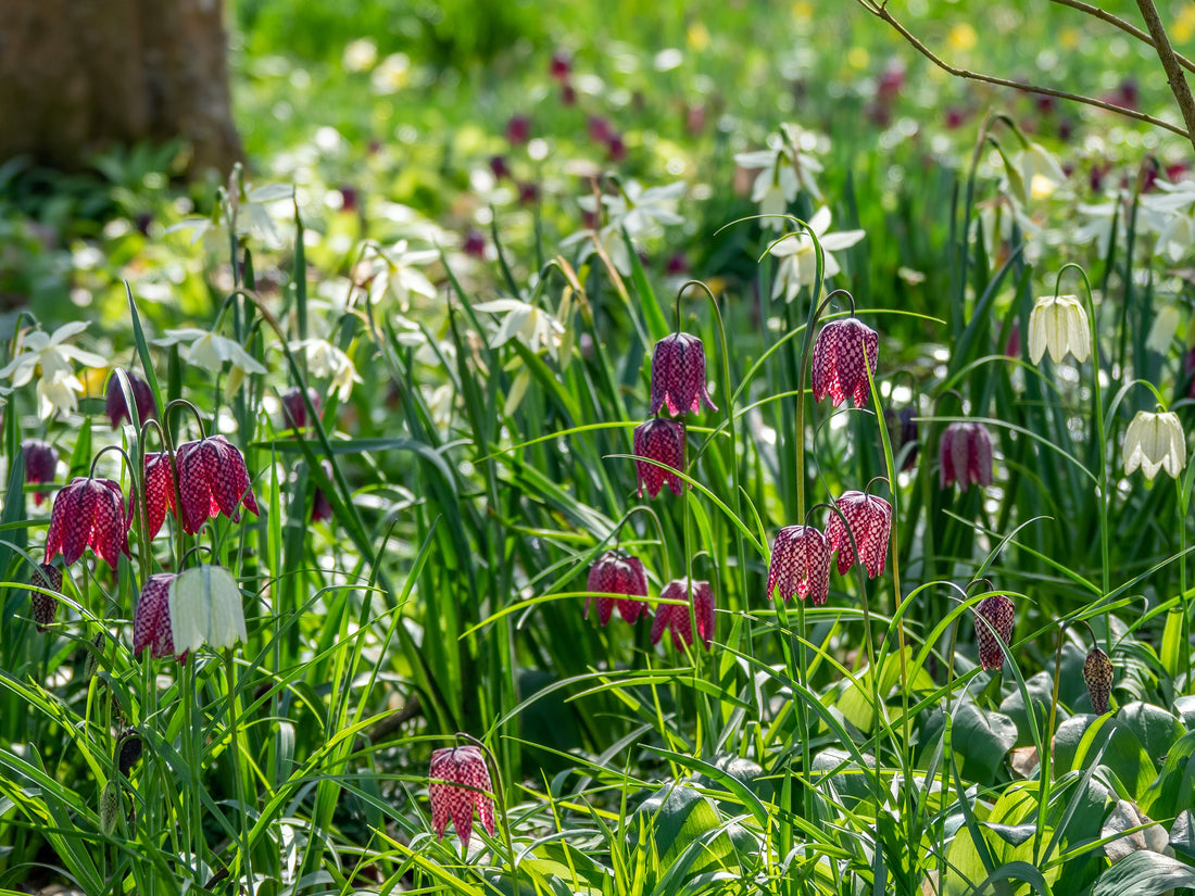 Spring Flowering Bulbs | The World's Finest Organically Grown Bulbs ...