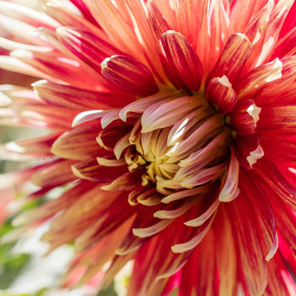 Dahlia Akita sm.jpg