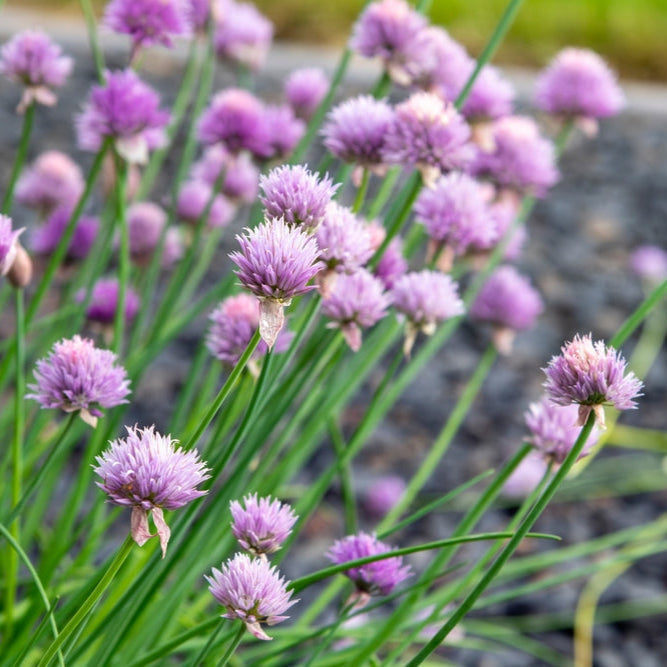 Allium Schoenoprasum | Chives