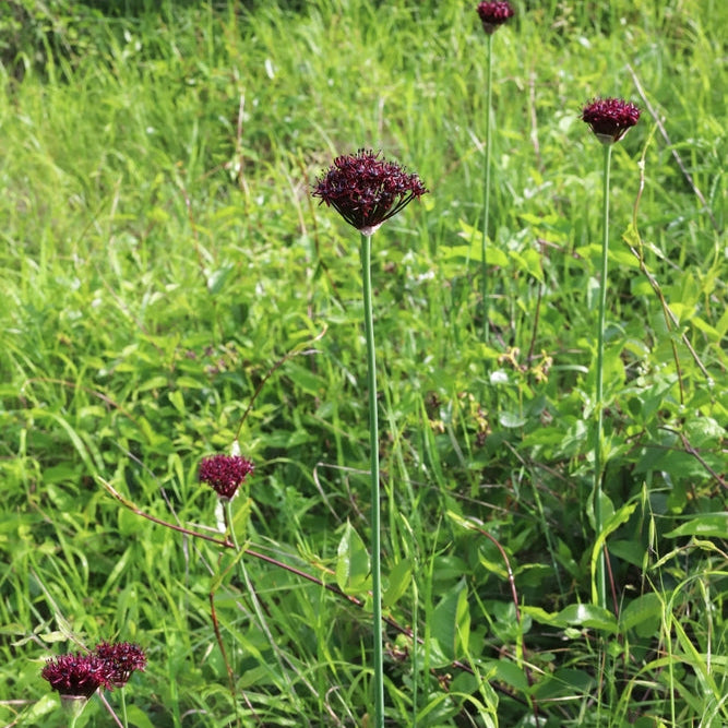 Allium Magic