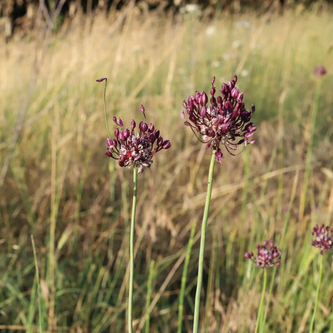 Allium Magic