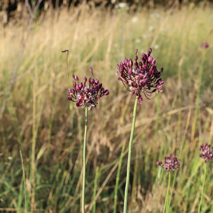 Allium Magic