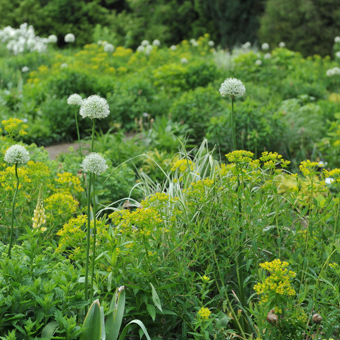 Organic Allium stipitatum &