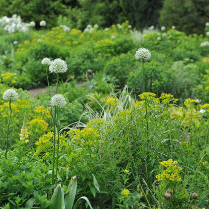 Organic Allium stipitatum &
