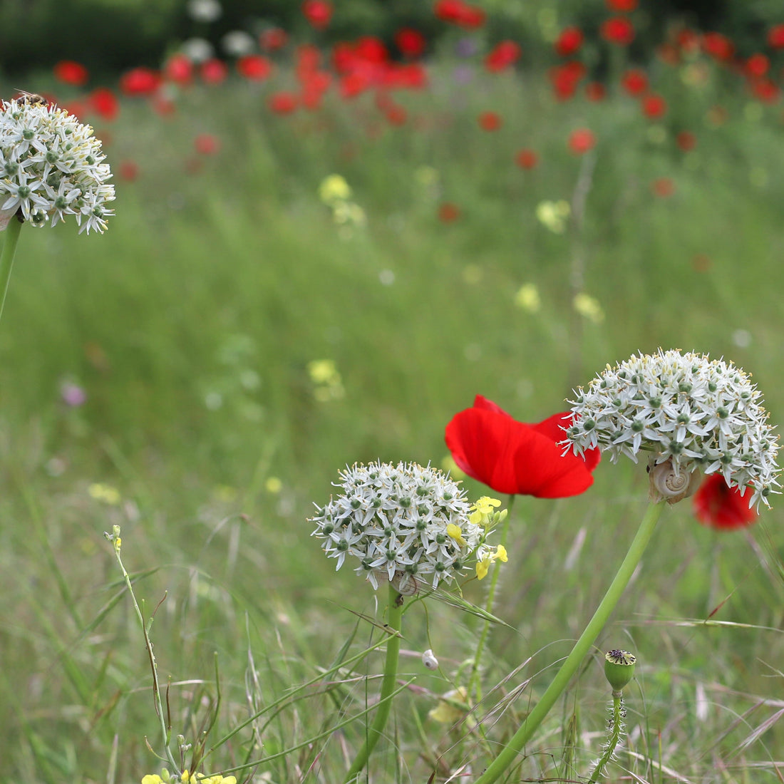 Organic Allium nigrum