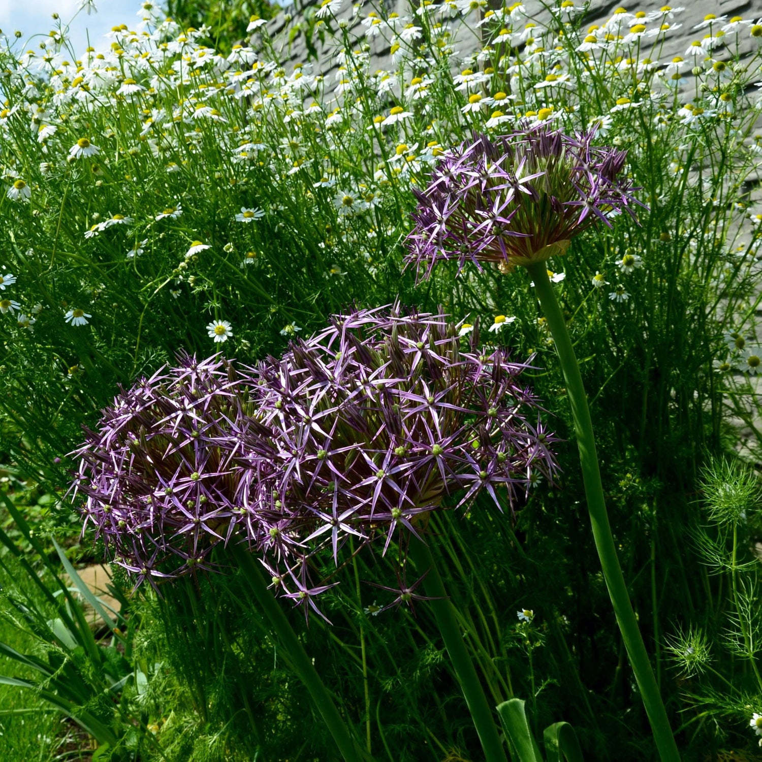 Allium christophii