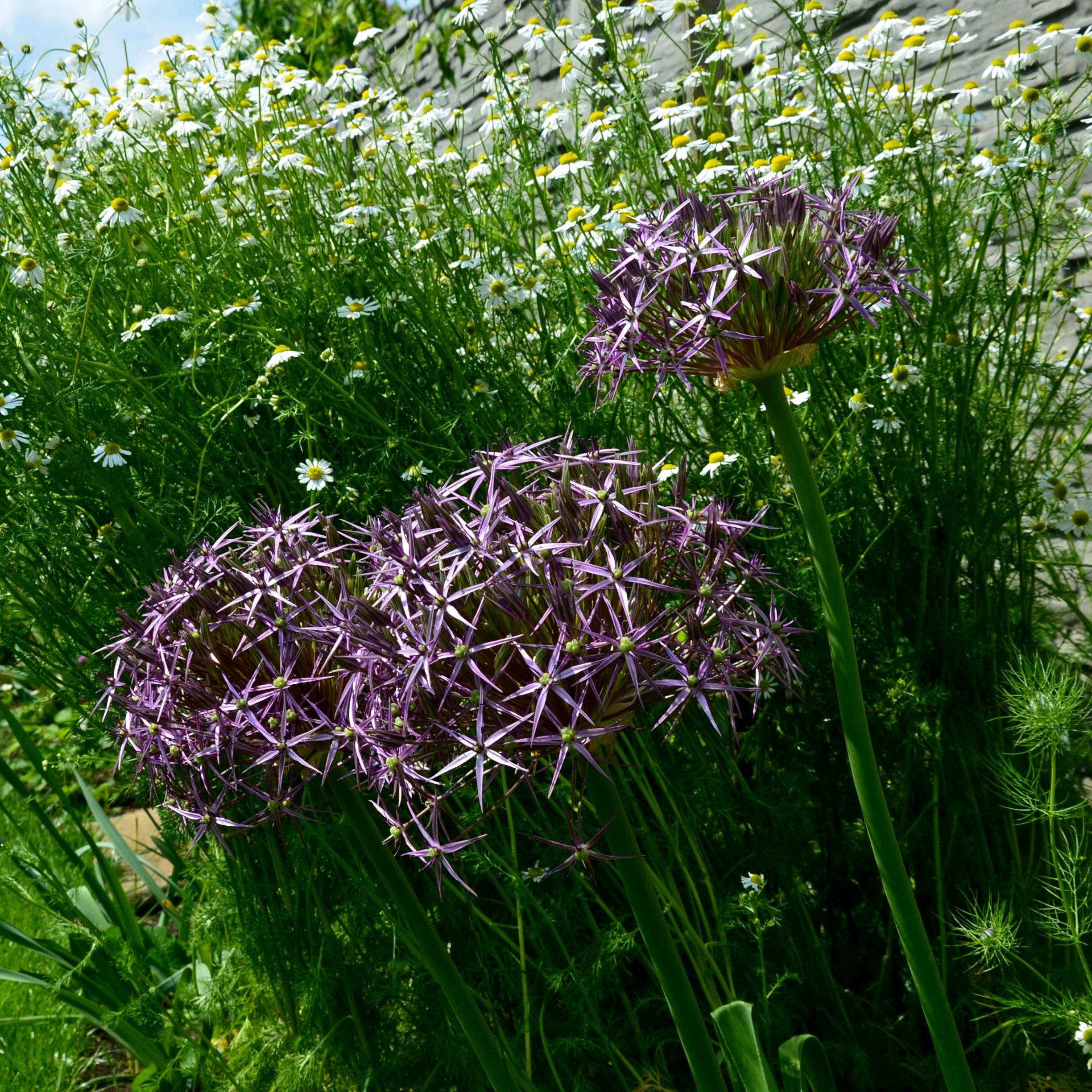 Allium christophii