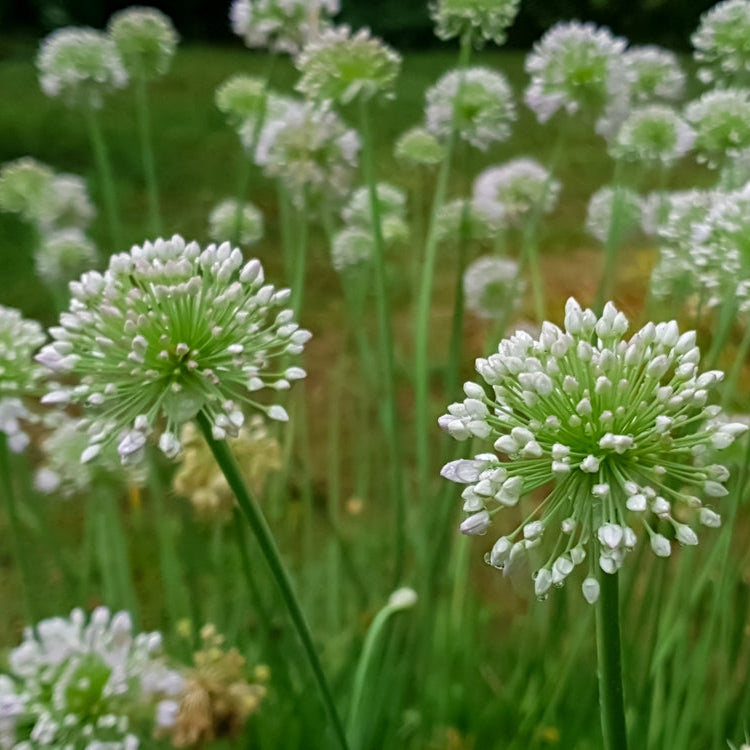 Allium tuberosum | Garlic Chives