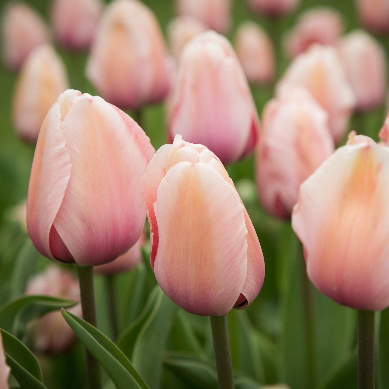 Organic Tulipa &