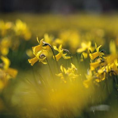Emerging Insects Bundle | Healthy Food Source for Pollinators